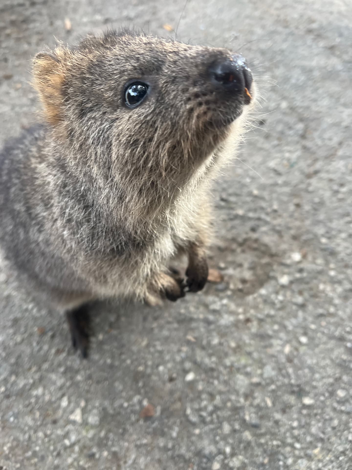 Rottnest Island, Western Australia photo 2